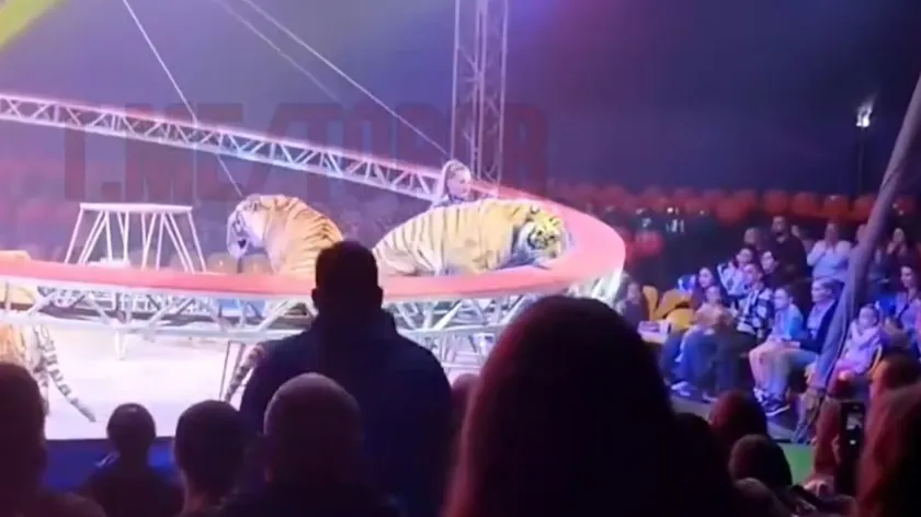 Rusya'da sirk gösterisi sırasında kaplan kafesten kaçarak seyircilere yöneldi büyük panik yaşandı