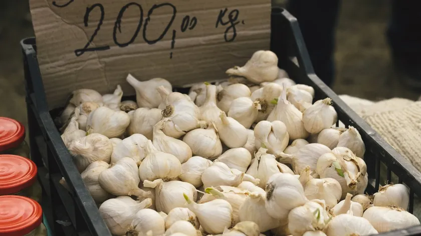 Yumurta Kutusu Yöntemiyle Sarımsak Ekimi Bahçenizde Mükemmel Sıralar Oluşturuyor