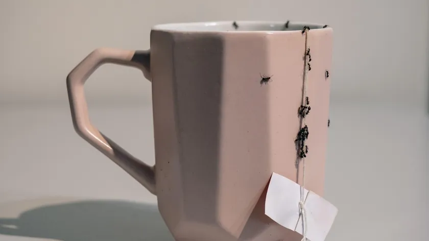 Sırbistan'dan Uzmanlar Evdeki Karınca İstilası İçin Çözümleri Açıkladı