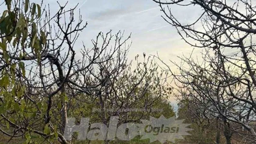 Sırbistan'ın Starom Slankamenu bölgesinde dört hektarlık bir arazi satışa çıkarıldı.