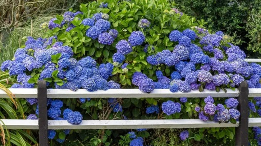 Ortancaların Rengini Değiştirmek İçin Kahve Telvesi: Basit Bir Bahçıvan Sırrı Ortaya Çıktı