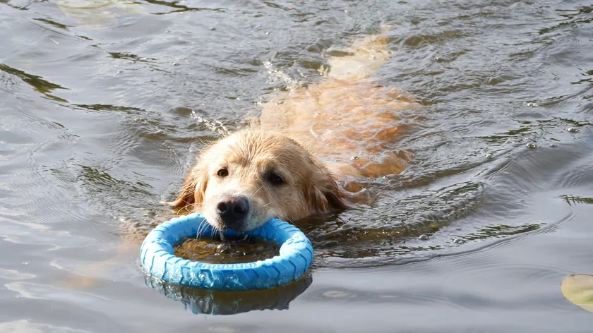 Hırvatistan'da bir plajda köpek tartışması çıktı.