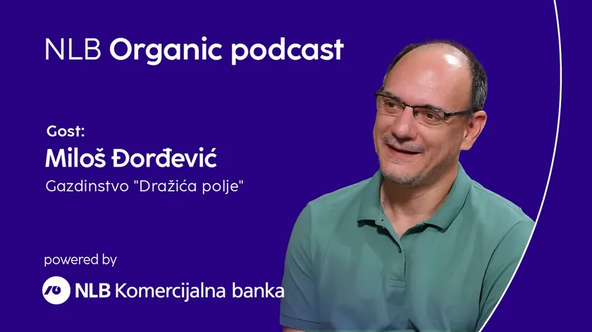 Sırbistan'da bir aile, eski mısır çeşitlerini kullanarak başarılı bir iş kurdu.