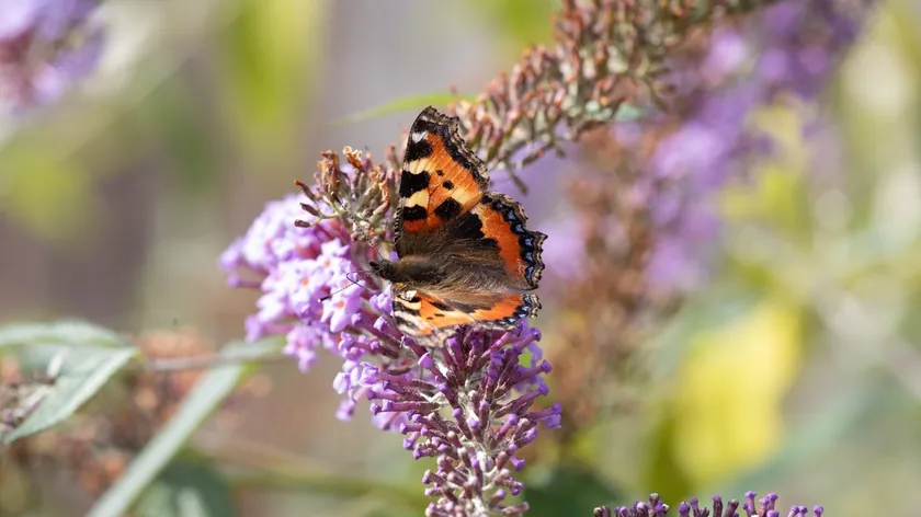 Buddleja Bahçelerde Kelebekleri Mıknatıs Gibi Çeken Vazgeçilmez Bir Çiçek