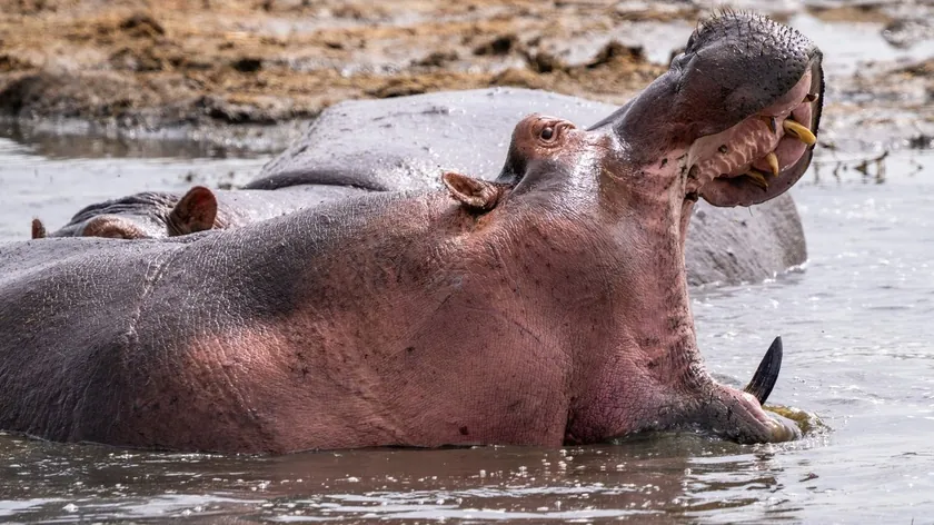 Hindistan'da Hamile Su Aygırı Veteriner Stajyerini Kafes İçinde Saldırarak Öldürdü