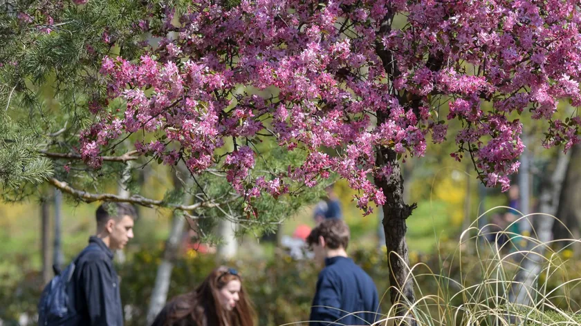 Hırvatistan'da bahar bitkilerini izinsiz toplamanın ağır cezaları olduğu bildirildi