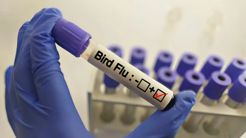 İtalya Avrupa'da İnsanlarda Tespit Edilen İlk Kuş Gribi A(H9N2) Vakası Olduğunu Bildirdi