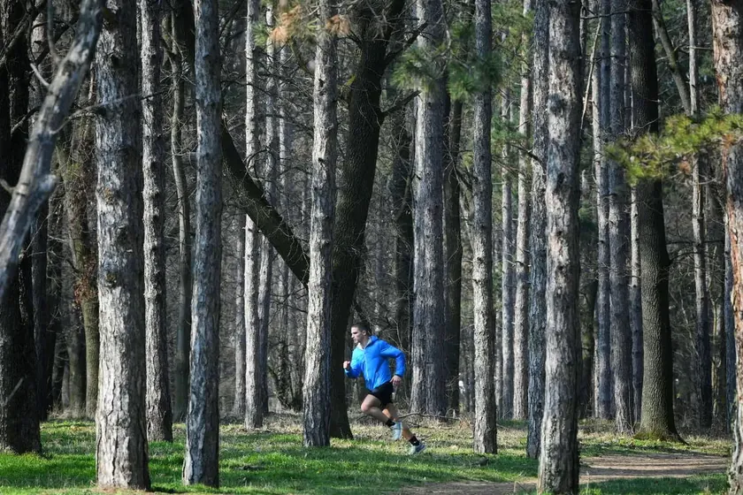 Beogradski Koşutnjak Park'ta kutlanan doğum günü partisinde bir ağaç düştü ve birkaç kişi yaralandı.