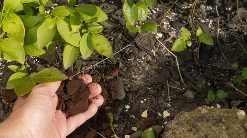 Sırbistan'da Kahve Telvesi Çimler ve Bahçeler İçin Doğal Gübre Olarak Kullanılabilir