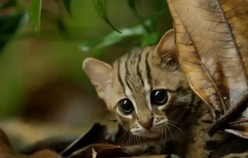 Dünyanın En Küçük Yabani Kedilerinden Paslı Benekli Kedi Türü Tehdit Altında