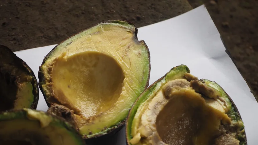 Avokadonun Kahverengi Olması Güvenli Tüketim İçin Önemli Detaylar Paylaşıldı