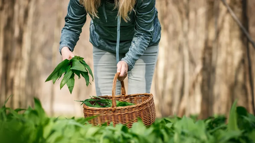 Doğanın Şifalı Bitkisi Sremuş: Sağlık Faydaları, Kullanımı ve Uzman Görüşleri.