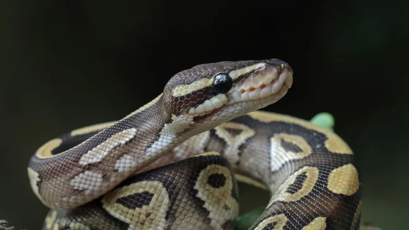 Yeni Keşif: Yılan Metaboliti İştahı Bastırıyor, Obezite Tedavisinde Umut Veriyor