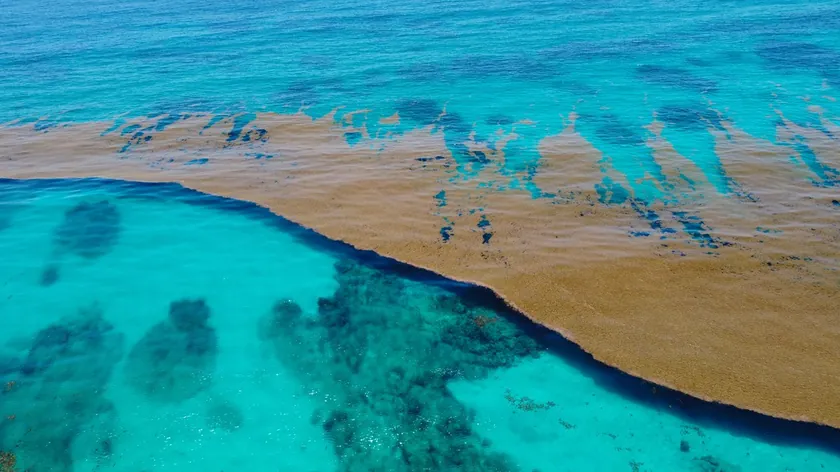 Dünyanın Karasal Sınırı Olmayan Benzersiz Denizi Sargassum Esrarını Koruyor