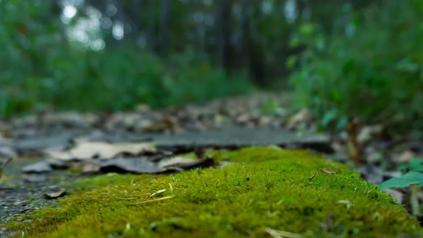 Bahçelerdeki Yosun İstilasını Durdurmak İçin Basit ve Kalıcı Bir Yöntem Belirtildi
