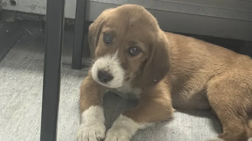 Sırbistan'da Makinist, Zaječar Yakınlarında Treni Durdurarak Köpek Yavrusunu Kurtardı