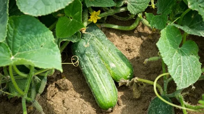 Sırbistan'da Salatalık Ekiminde Doğru Bitki Seçimi Verimi İkiye Katlar Uzmanlar Uyardı