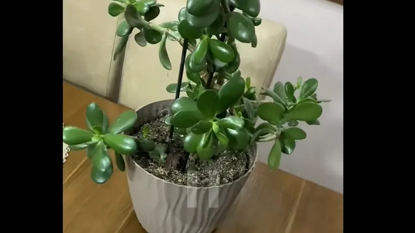 Sırp Kadın Ev Bitkilerini Canlandırmak İçin Üç Basit Malzemeyi Açıkladı