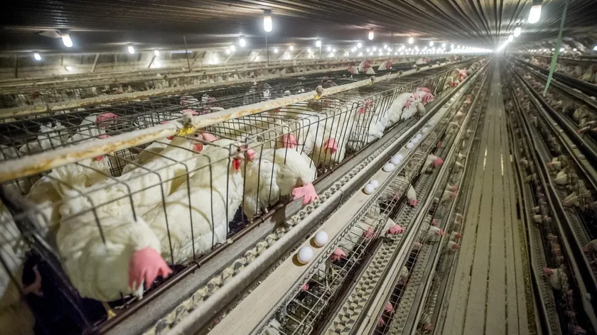 Salmonella salgını Avrupa'yı etkiliyor