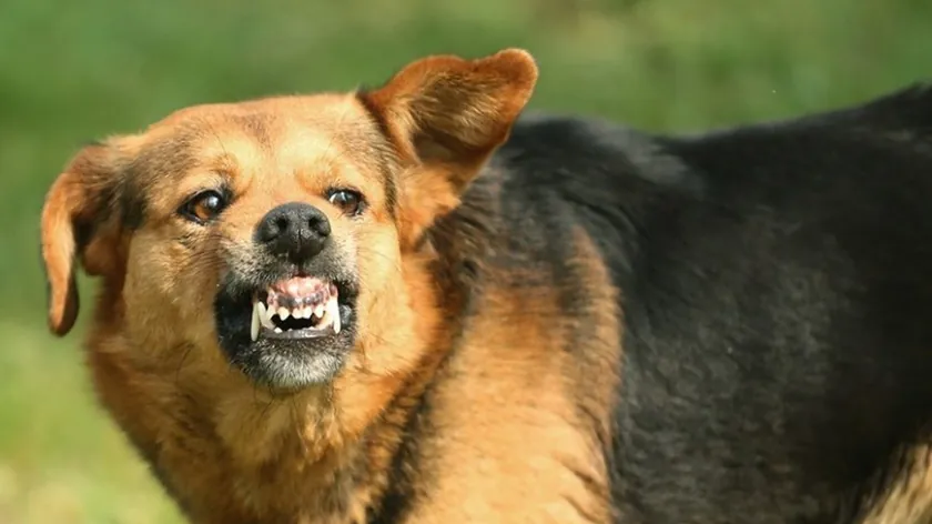 Sırbistan'dan köpek saldırısı durumunda hayat kurtaran kritik kelime tavsiyesi