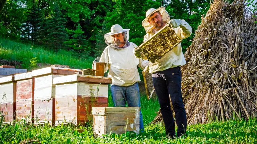 Sırbistan'da Gerçek Bal Nasıl Tanınır? Sahte Bal Tehlikesine Karşı Uyarı
