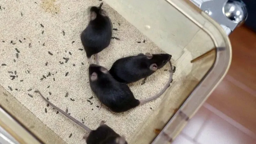 WD-40 Spreyiyle Evinizi Fare ve Sıçanlardan Korumak İçin Etkili Yöntemler Açıklandı