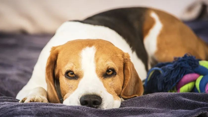 Saygın bir uzman, eğitilmesinin neredeyse imkansız olduğu belirtilen köpek ırklarının bir listesini yayınladı.