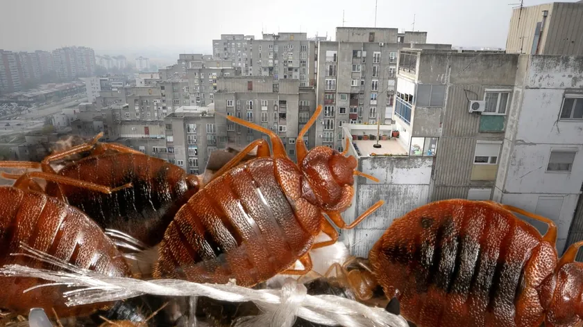 Sırbistan'dan Gelen Bilgiler: Yatak Böceklerini Evden Kovmak İçin Yeni Yöntem Açıklandı