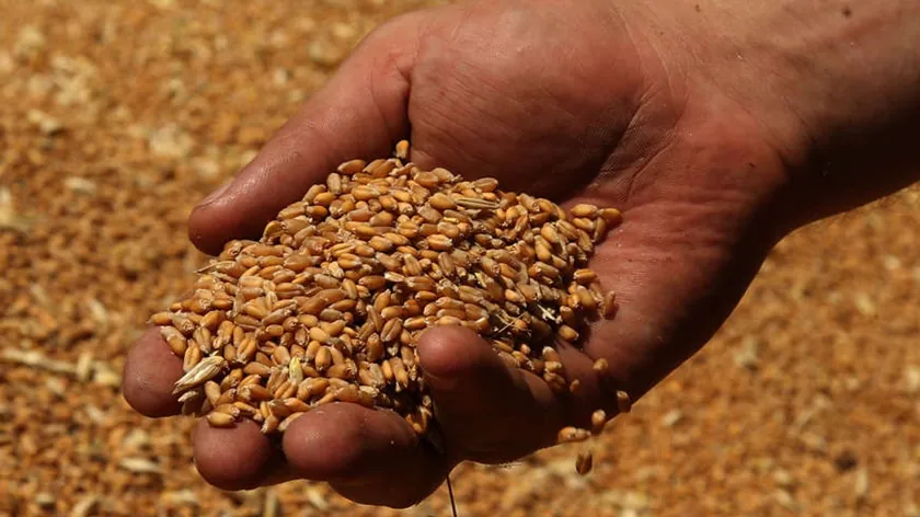 Sırbistan emtia borsasında buğday fiyatları yükseldi, mısır ve arpa talebi azaldı