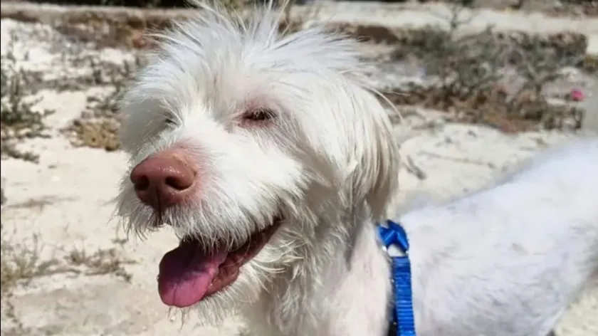 Sırp kökenli bir köpek olan Snui'nin hikayesi binlerce insanı derinden etkiledi.