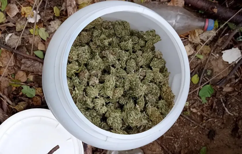 Sečanj'da 1,2 kilogram marihuana saklayan kişi emniyet güçlerince tutuklandı.