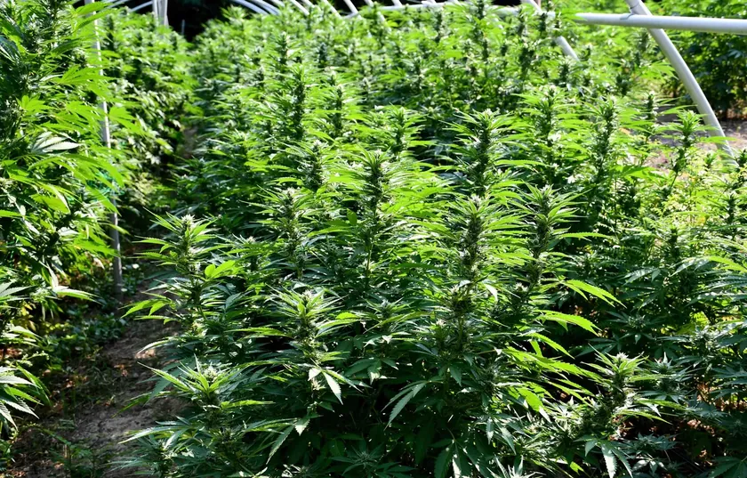 Kuzey Makedonya Sırbistan bağlantılı Alfafarm ve beş firmanın kenevir lisanslarını iptal etti