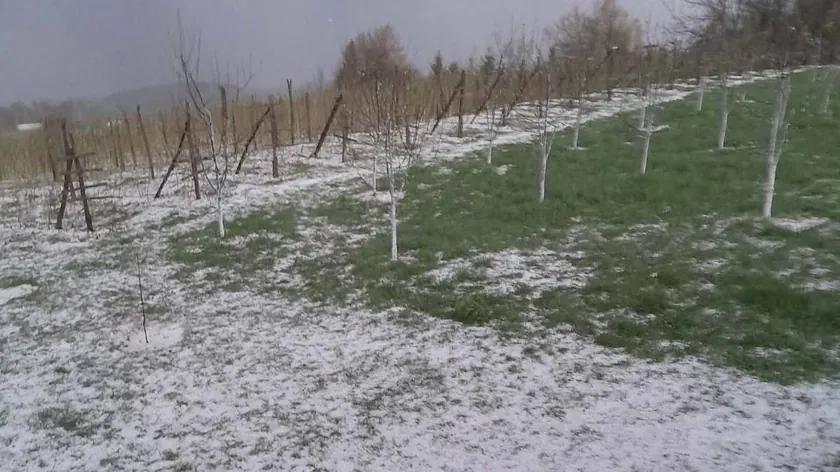 Sırbistan Prijepolje'de şiddetli dolu fırtınası ahududu ürünlerinde büyük hasara yol açtı