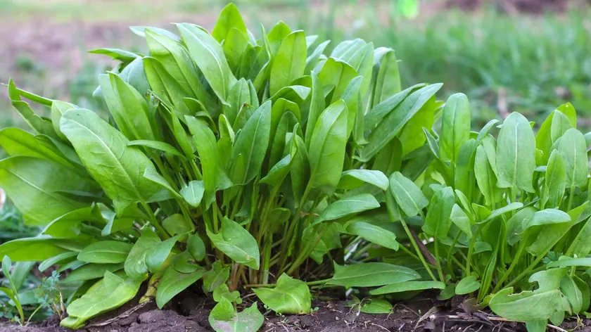 Sırbistan'dan Kiseljak Bitkisi Uyarısı: Sağlık Faydaları ve Böbrek Taşı Riskleri Belirtildi.