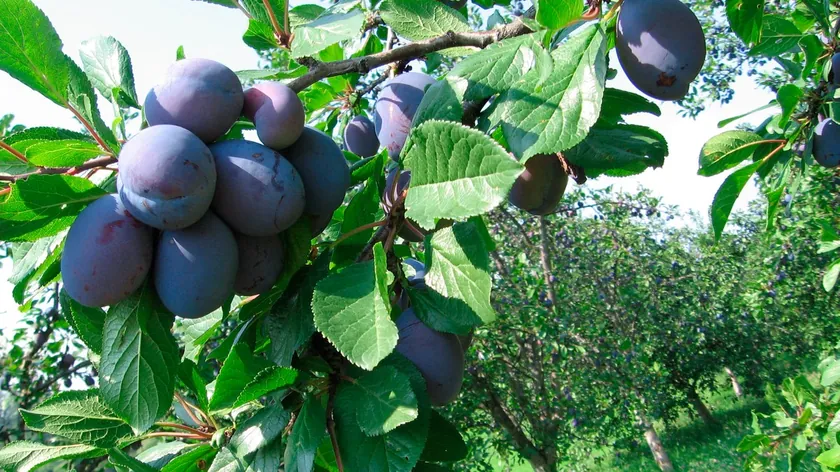 Sırbistan'da şlivi fiyatlar düşüş yaşadı ve üreticiler zor durumda kaldı.