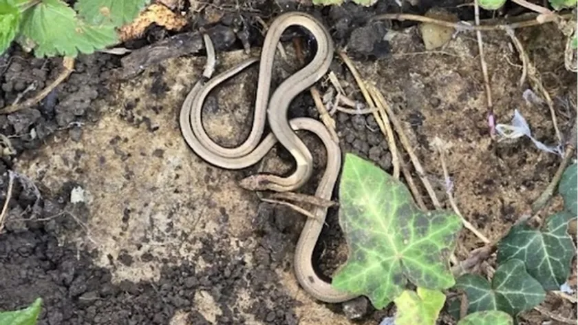Sırbistan'da Bahçelerdeki Bazı Eşyalar Yılanları Mıknatıs Gibi Çekiyor
