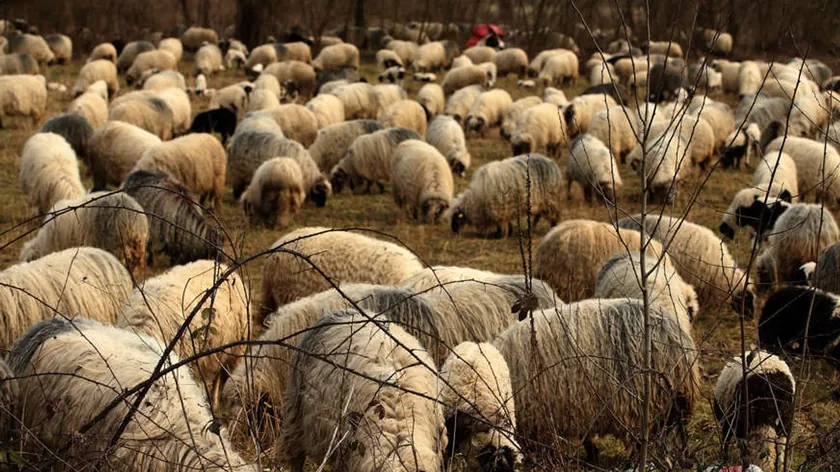 Sırbistan'ın Nova Varoš bölgesinde başıboş köpekler koyun sürüsünü telef ederek mağduriyet yarattı