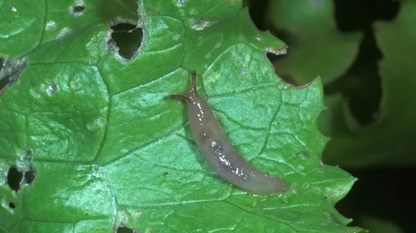 Bahçe Bitkilerine Zarar Veren Salyangozlarla Mücadelede En Etkili Yöntemler Belirtildi