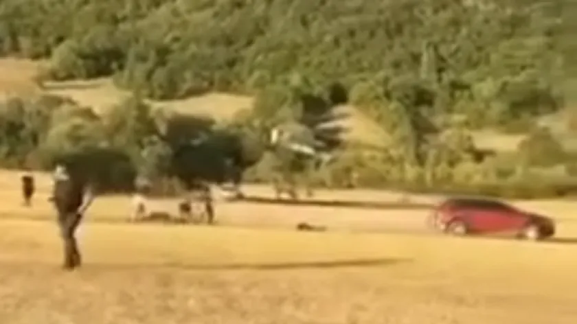 Sırbistan'da konji yarışlarında bir araçla saldırıya geçti ve kaçtı.