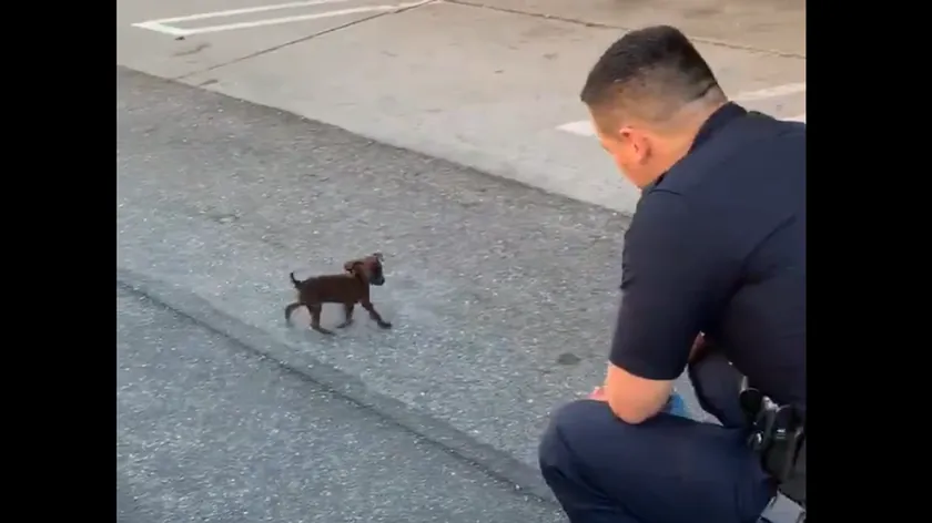Hollywood'da bulunan küçük bir yavru köpek polise tarafından kurtarıldı ve yeni bir eve kavuştu.