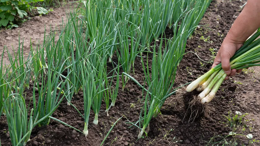 Sırbistan'dan gelen basit yöntem: Küçük bahçelerde soğan verimini artırma ipucu