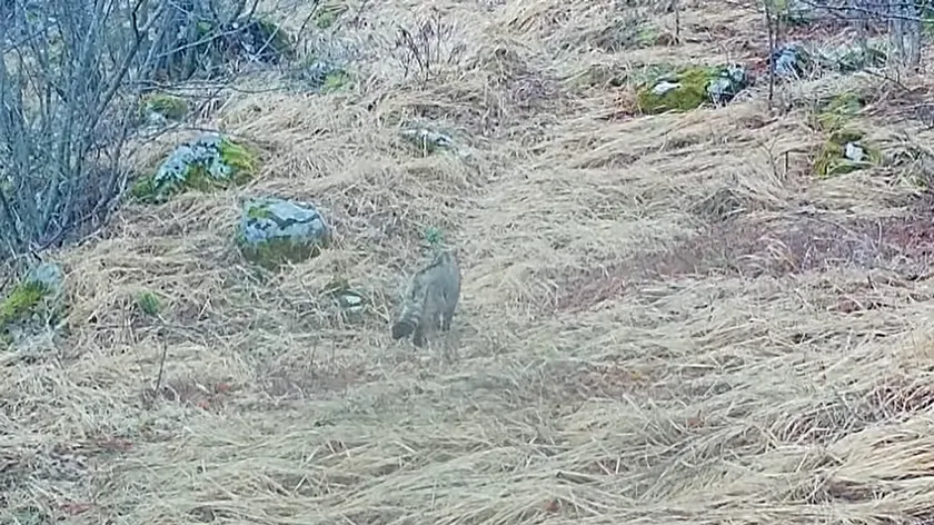 Hırvatistan Svilaja Dağı'nda Nadir Görülen Avrupa Yaban Kedisi Kameralara Yansıdı