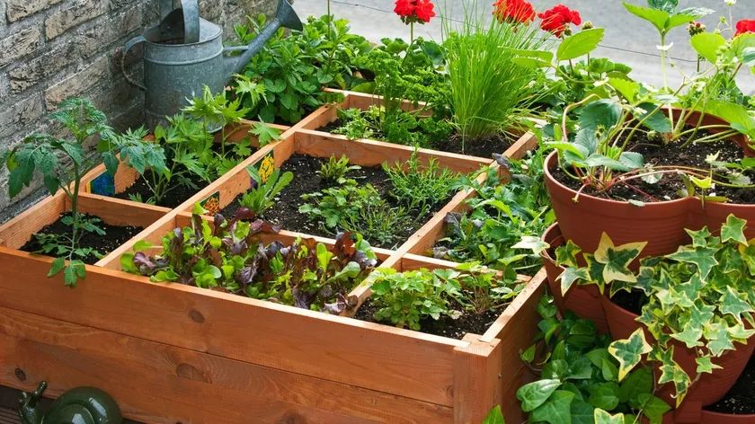 Kare Bahçe Yöntemiyle Yerden Tasarruf Ederek Sebze Yetiştirme Giderek Popülerleşiyor