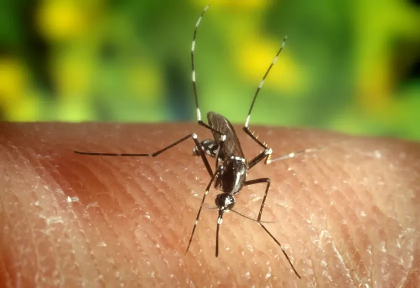 Virus Zapadnog Nila Avrupa'da yayılıyor Kuzey Makedonya'da beş ölüm, Yunanistan'da 13