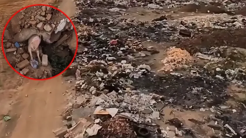 Sırbistan'da bir atık alanına bırakılan ölü domuzlar yüzünden kamuoyu endişeli.