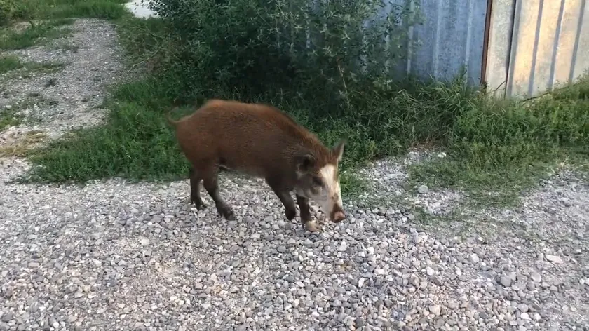 Sırbistan'da bir vahşi domuzun alışılmadık davranışı meşhur oldu.
