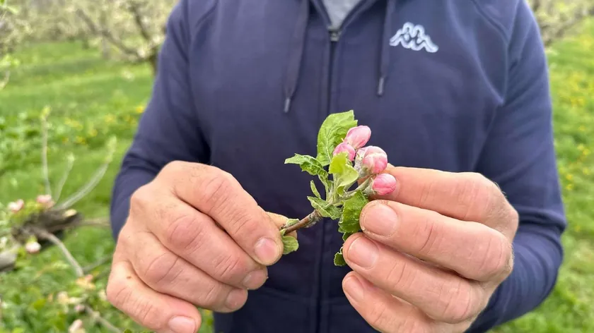 Sırbistan'ın Cacak Bölgesindeki Meyve Üreticileri Don Tehlikesine Karşı Büyük Endişe Taşıyor