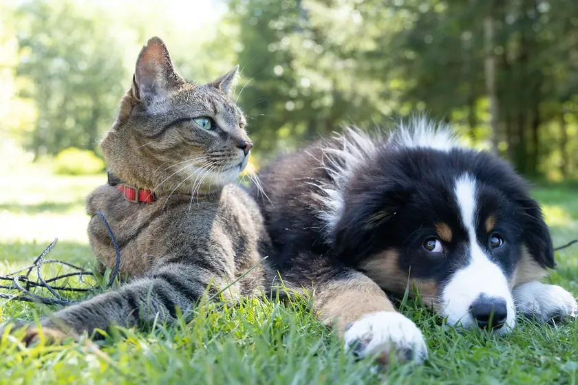 Kolay bir şekilde maça mı yoksa köpeğe mi daha zeki? Bilim insanları sonunda cevap verdi