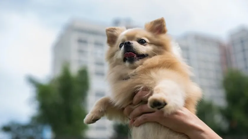 Hırvatistan'da Köpeği Seven Kadın Silahlı Saldırı Tehdidiyle Karşılaştı Dava Reddedildi