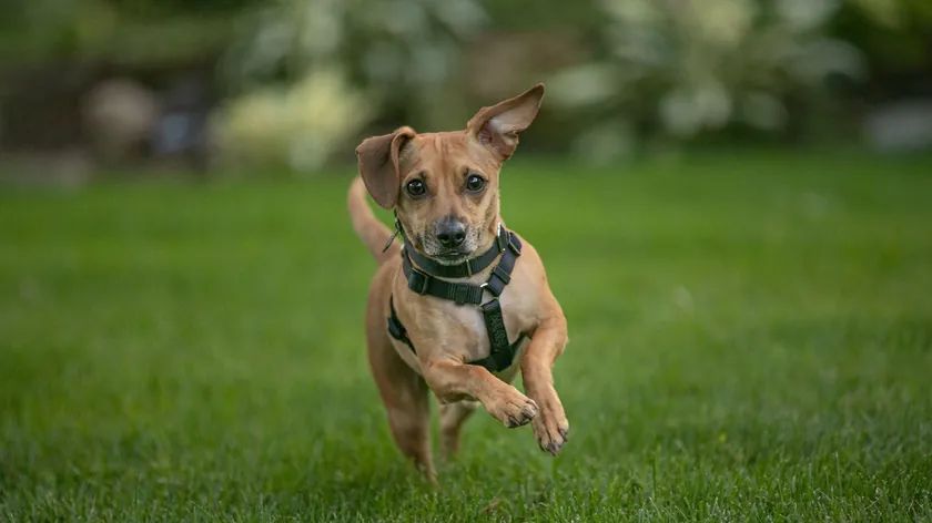 Köpeklerde Polen Alerjileri Bahar Aylarında Yoğunlaşıyor Belirtileri ve Tedavisi Açıklandı